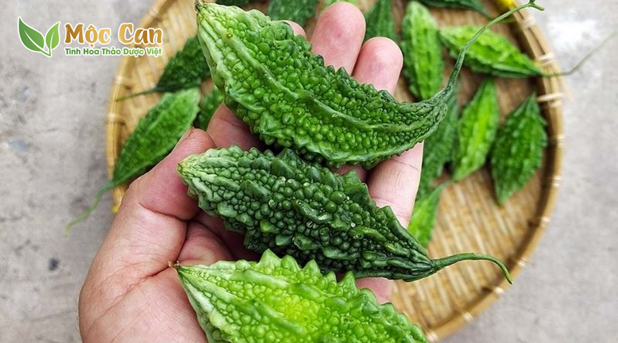 KHỔ QUA THƯỜNG VÀ KHỔ QUA RỪNG LOẠI NÀO TỐT HƠN? 1